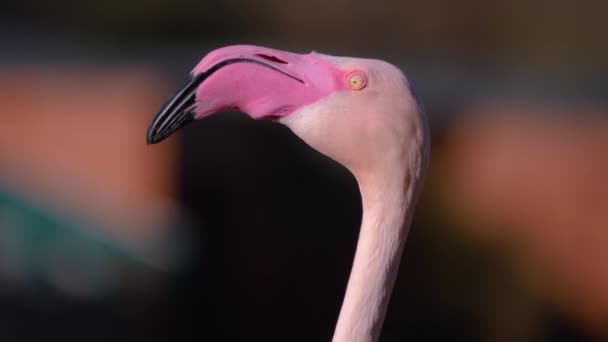 Närbild Flamingo Huvudet Rör Sig — Stockvideo