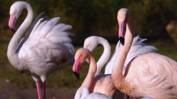 Flamingók Közelsége — Stock videók