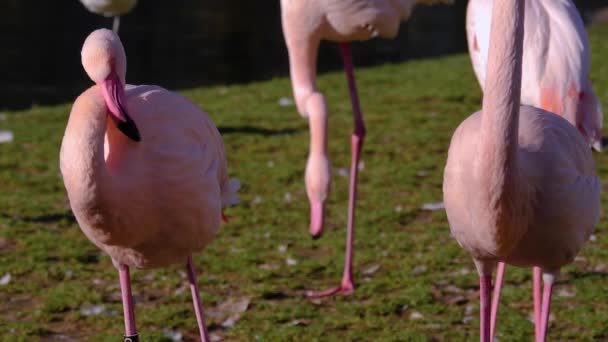 Närbild Flamingos — Stockvideo