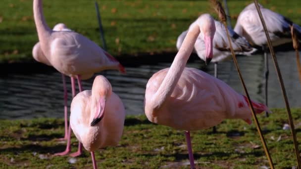 Close Flamingos — Vídeo de Stock