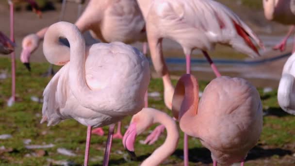 Close Flamingos — Vídeo de Stock