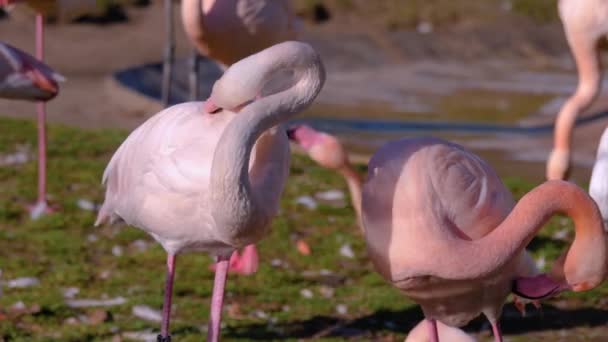 Gros plan sur les flamants roses