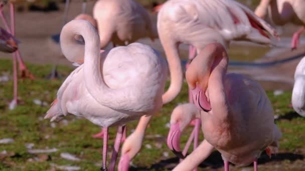 Close Flamingos — Stock Video