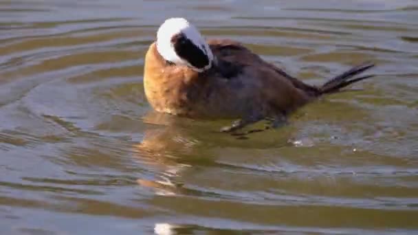 Close Blue Billed Duck — Stock Video