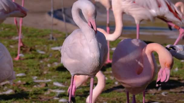 Närbild Flamingos — Stockvideo