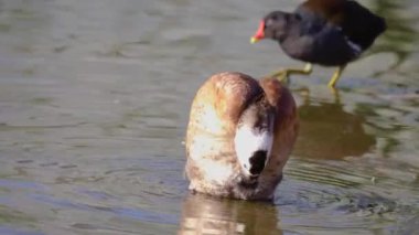 Mavi gagalı bir ördeğe yaklaş
