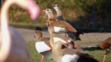 Bir grup Mısırlı kaz yakalıyorlar ve boyunlarını oynatıyorlar..