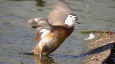 Mavi gagalı bir ördeğe yaklaş