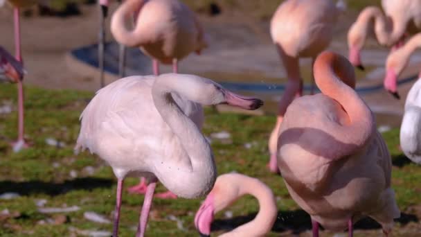 Gros plan sur les flamants roses