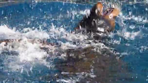 Primer Plano Del Lobo Marino Jugando Agua — Vídeo de stock