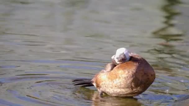 Close Blue Billed Duck — Stock Video