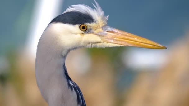 Gros Plan Oiseau Héron — Video