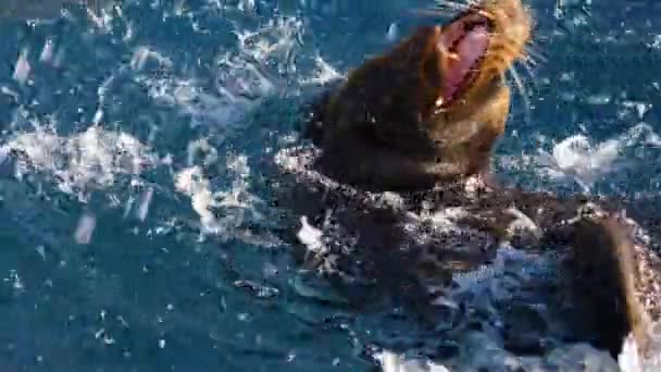 Close Van Mannelijke Zeeleeuw Spelen Water Spetterend Water Proberen Het — Stockvideo