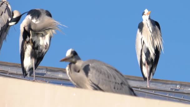 Primer Plano Los Pájaros Garza Techo — Vídeo de stock