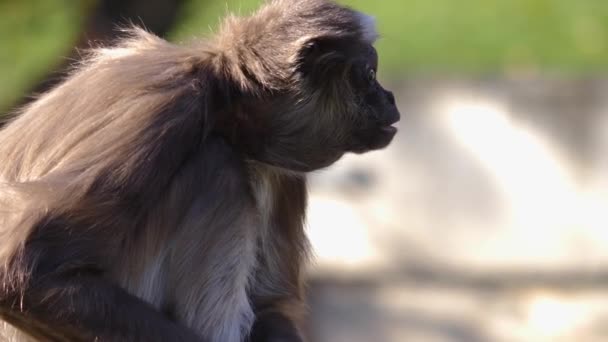 Close Macaco Aranha Sentado Torno Coçar Cabeça — Vídeo de Stock