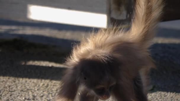 Close Young Spider Monkey — Stock Video