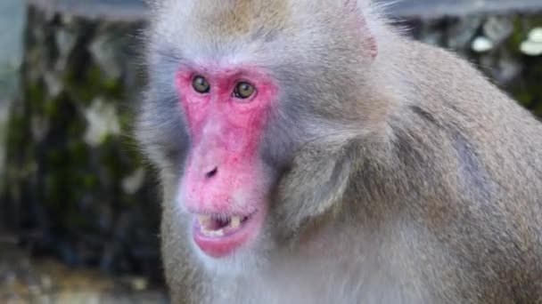 Close Macaco Macaco Macho Sendo Surpreendido Com Cara Engraçada Olhando — Vídeo de Stock