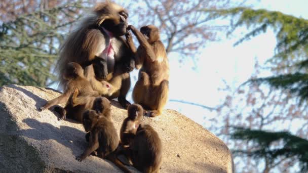 Une Vue Saignant Des Singes Cardiaques Sur Rocher — Video