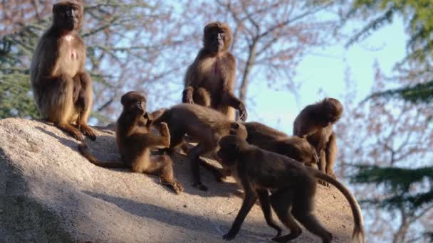 Una Vista Sanguinante Cuore Scimmie Sulla Roccia — Video Stock