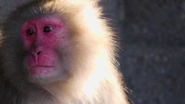 Close Macaco Macaco Fêmea Olhando Redor — Vídeo de Stock