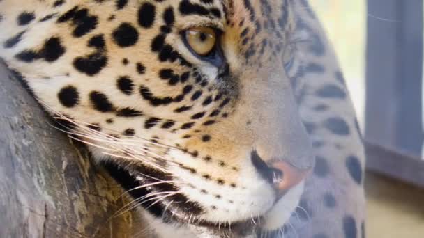 Jaguar Kafasının Yakınına — Stok video