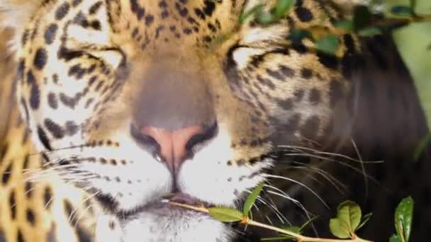 Primer Plano Cabeza Jaguar — Vídeos de Stock