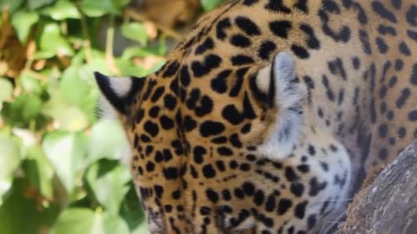 Närbild Jaguarhuvud — Stockvideo