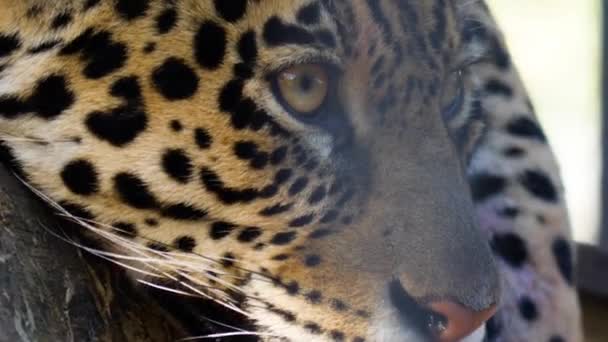 Zbliżenie Jaguara — Wideo stockowe