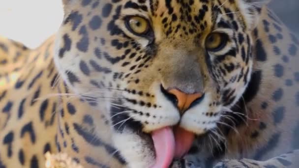 Jaguar Yaklaş — Stok video