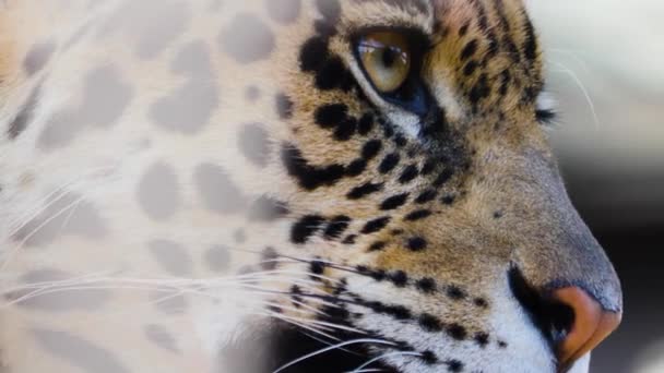 Zbliżenie Jaguara — Wideo stockowe