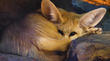 Fennec Fox tatlıda bir kayanın altında yatarken uyanıyor.