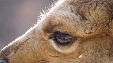 Vicuna 'nın salyalarını yerken 