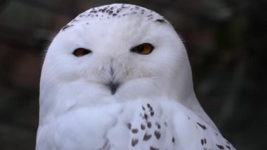 Karlı baykuşa yaklaş. 