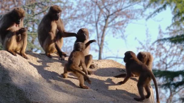 Ein Paar Blutende Herzaffen Auf Felsen Weibchen Mit Vier Jungen — Stockvideo