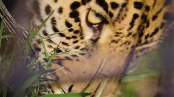 美洲豹的近战 — 图库视频影像