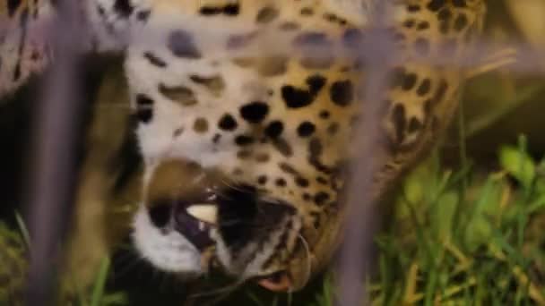 美洲豹的近战 — 图库视频影像