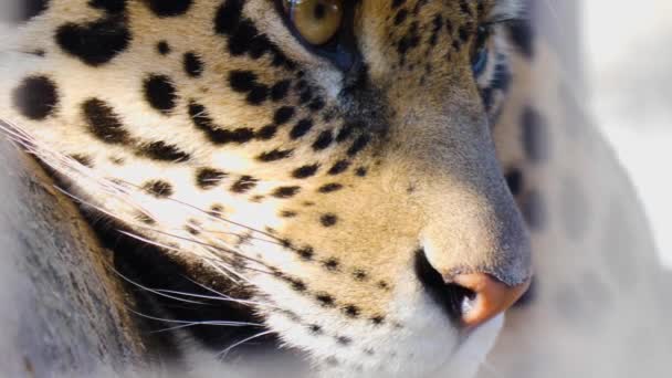 Jaguar Kafasının Yakınına — Stok video