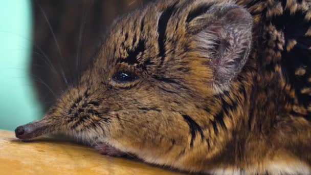 Großaufnahme Einer Elefantenmaus Oder Elefantenspitzmaus — Stockvideo