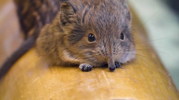 Großaufnahme Einer Elefantenmaus Oder Elefantenspitzmaus — Stockvideo