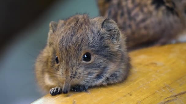 Großaufnahme Einer Elefantenmaus Oder Elefantenspitzmaus — Stockvideo