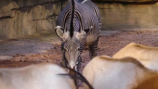 Zebraはビューのオリックスアンテロープで歩いています — ストック動画