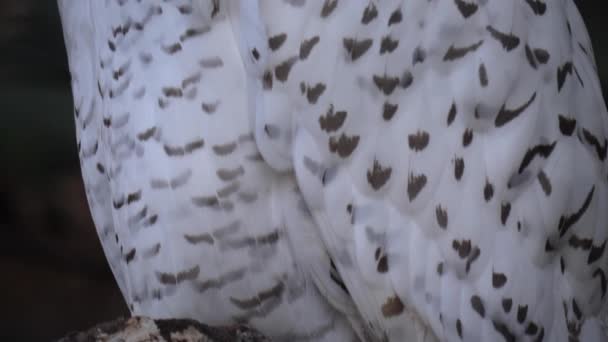 靠近雪地的猫头鹰 — 图库视频影像