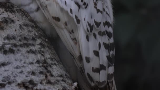 Close Snowy Owl — Stock Video