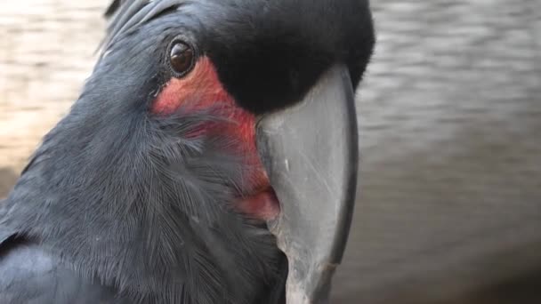 Close Van Een Grijze Kaketoe Kop — Stockvideo