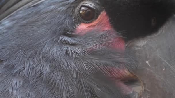 Primo Piano Una Testa Grigia Cacatua — Video Stock