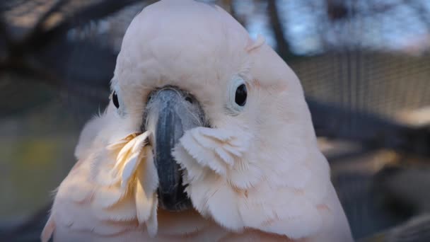 Bir Papağanın Kafasını Kapat — Stok video