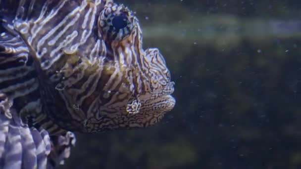 ライオンの頭の近くに浮かんでいる魚 — ストック動画