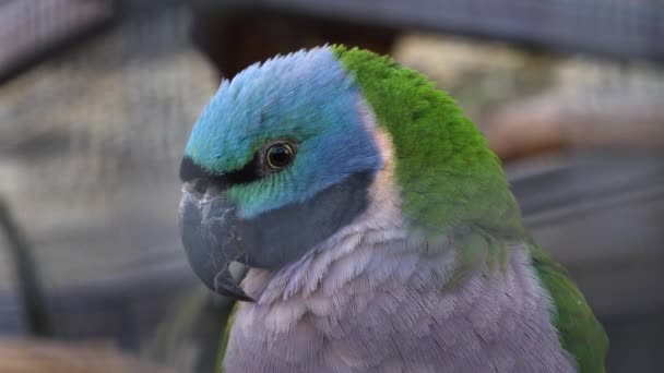 Blue Green Grey Chinese Parrot — Stock Video