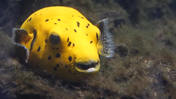 Peixe Balão Dourado Descansando Algumas Plantas Marinhas — Vídeo de Stock