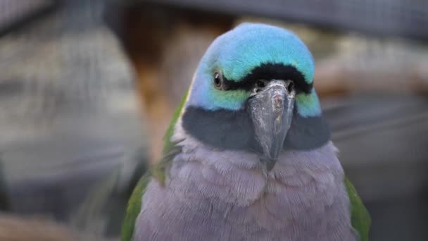 Μπλε Πράσινος Γκρι Κινέζικος Παπαγάλος — Αρχείο Βίντεο